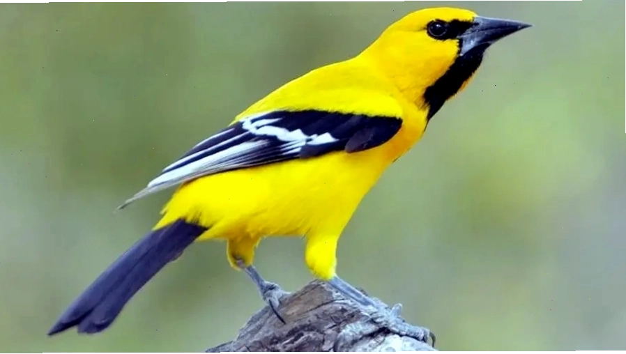 Chim vàng anh trong lồng, sẵn sàng để bán