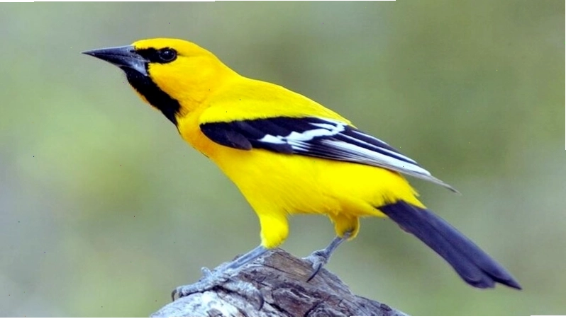 Chim Vàng Anh với bộ lông rực rỡ