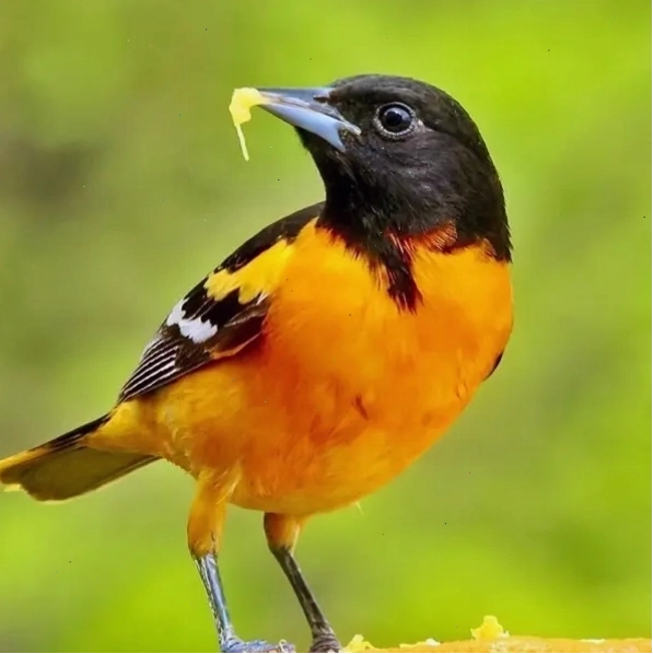 Chim vàng anh với bộ lông vàng óng đặc trưng