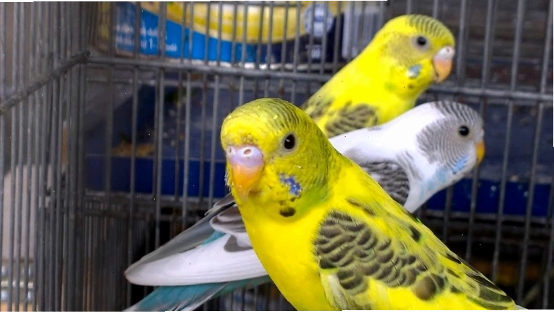 Chim Yến Phụng nhỏ nhắn, dễ thương