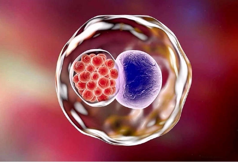 Chlamydia trachomatis - vi khuẩn gây ra bệnh Chlamydia