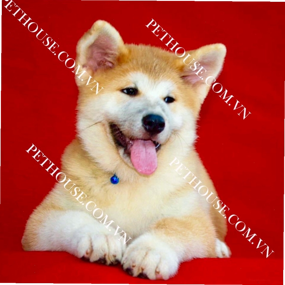 Chó Akita Inu với vẻ ngoài mạnh mẽ và trung thành
