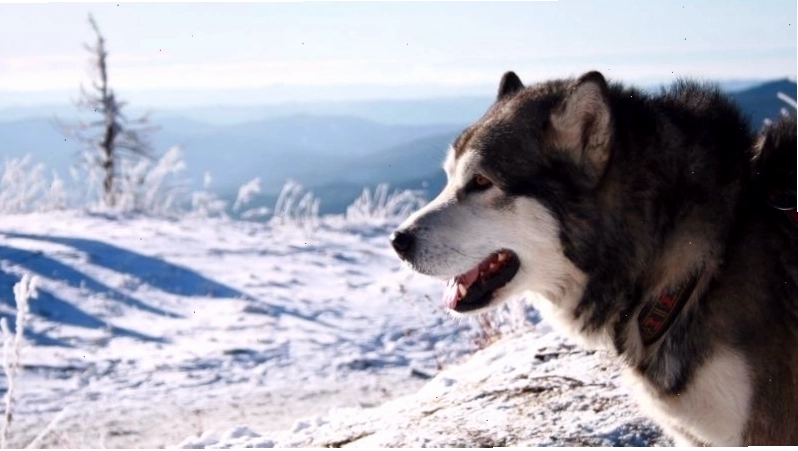 Chó Alaska đang được khám sức khỏe