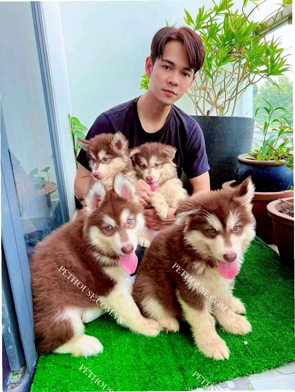 Chó Alaska với bộ lông dày và dáng vẻ oai vệ