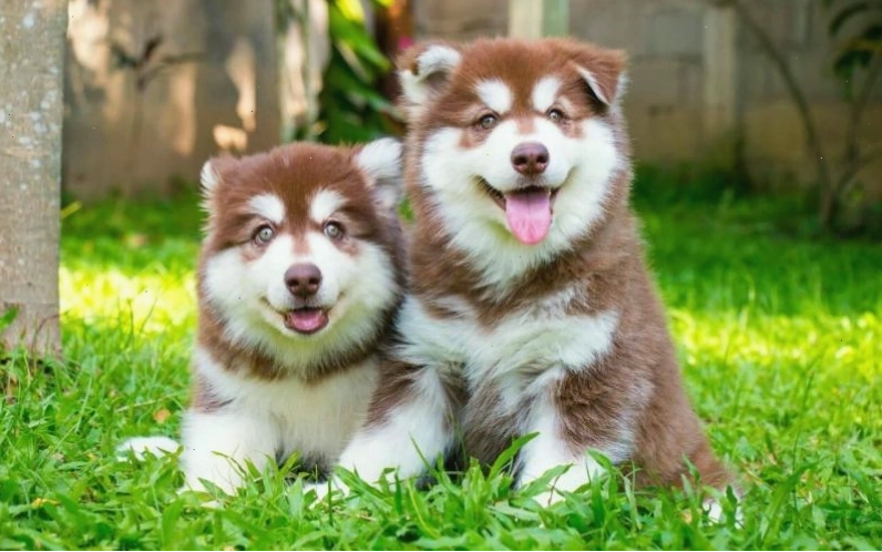 Chó Alaska với vẻ ngoài mạnh mẽ và bộ lông dày