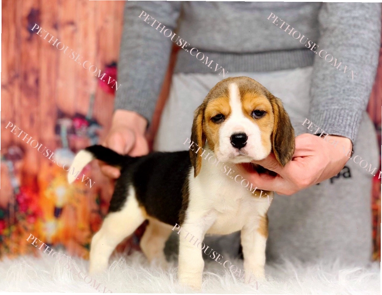Chó Beagle tinh nghịch và thân thiện