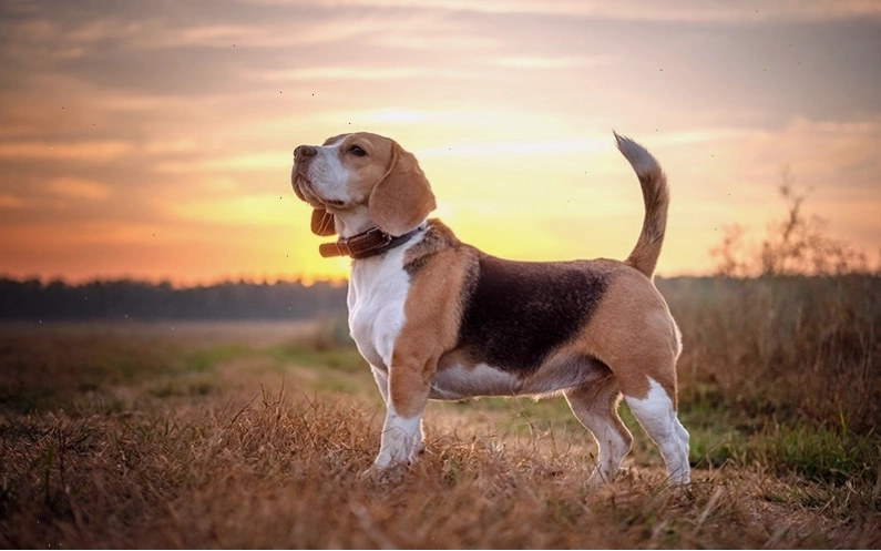 Chó Beagle với đôi tai dài và vẻ mặt biểu cảm