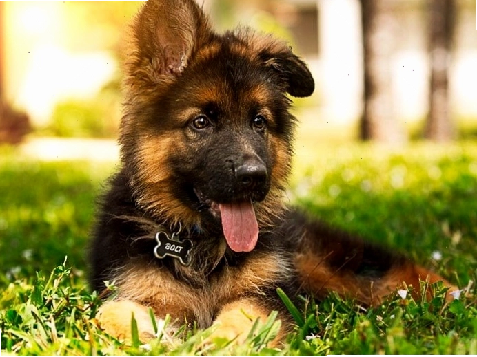 Chó Becgie Đức con với bộ lông mượt mà và đôi mắt sáng