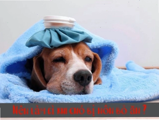 Chó bị nôn bỏ ăn: Nguyên nhân, triệu chứng, cách điều trị