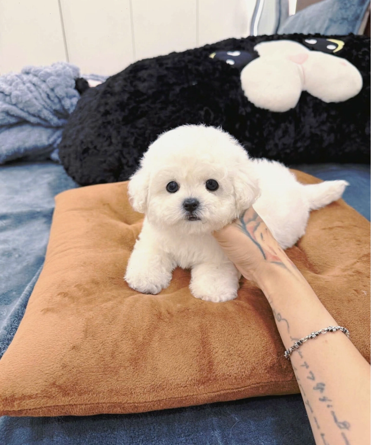 Chó Bichon Frise đáng yêu mã BC4302