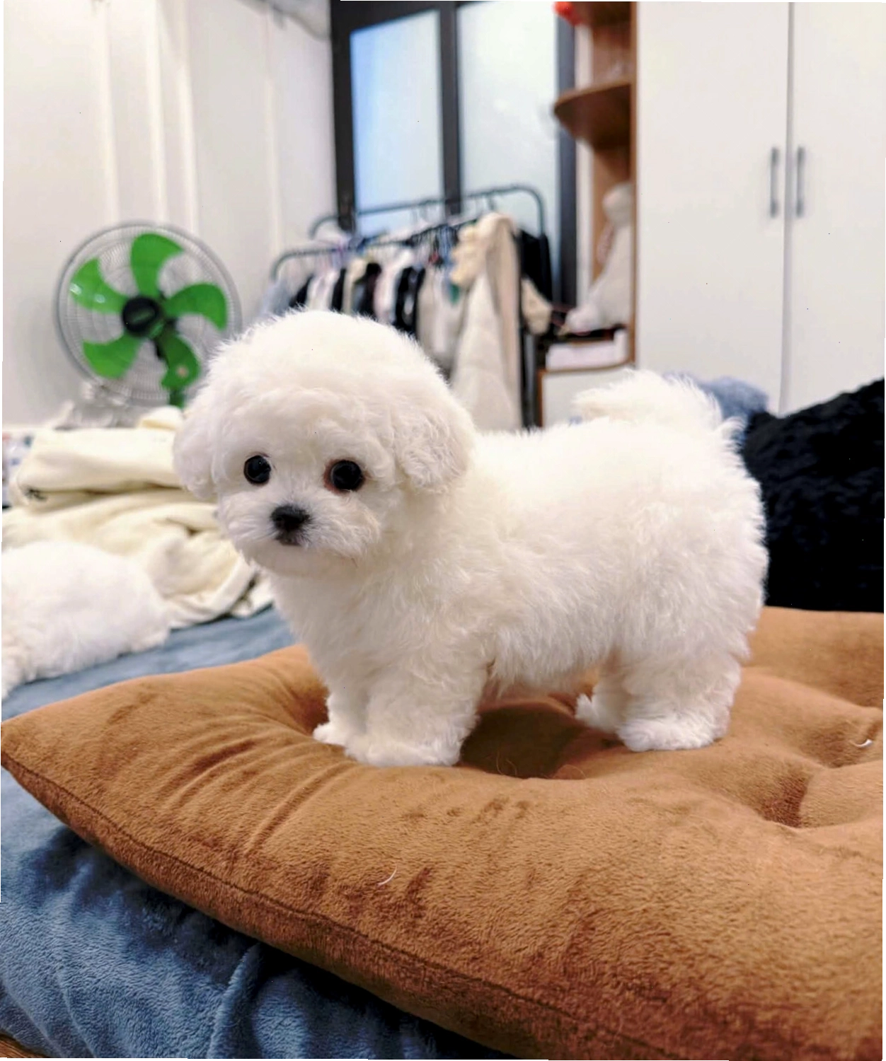 Chó Bichon Frise xinh mã BC4302