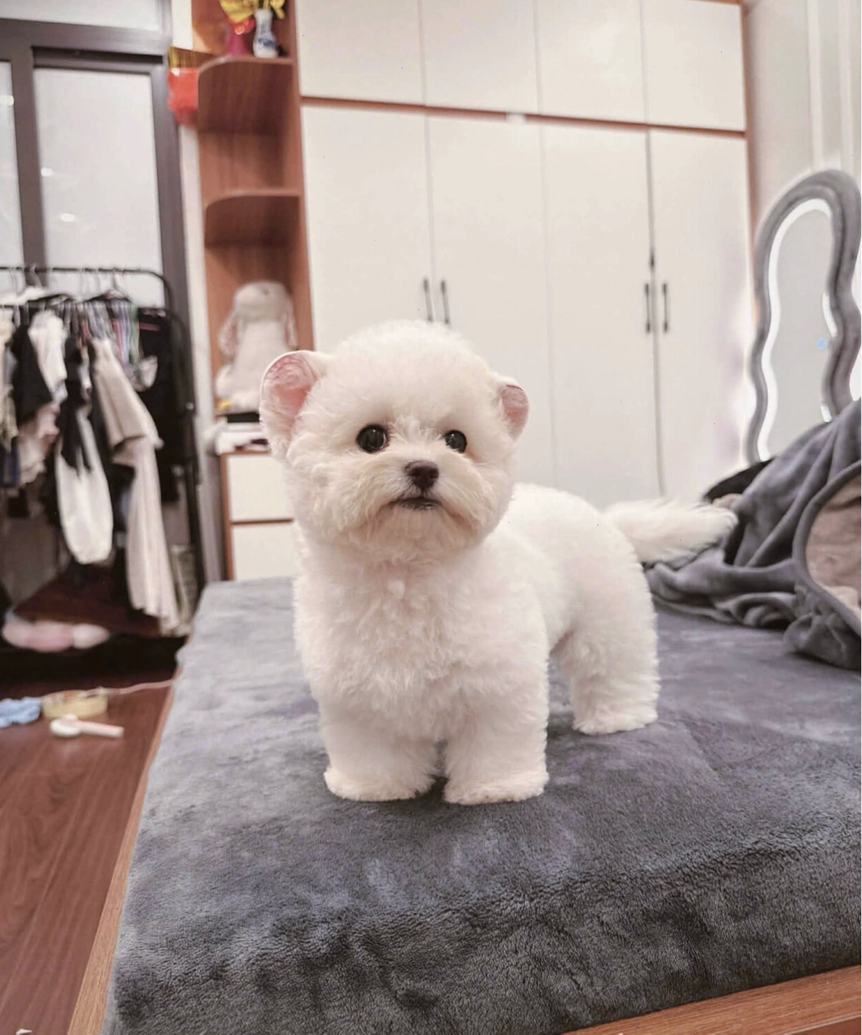 Chó Bichon mã BC4211