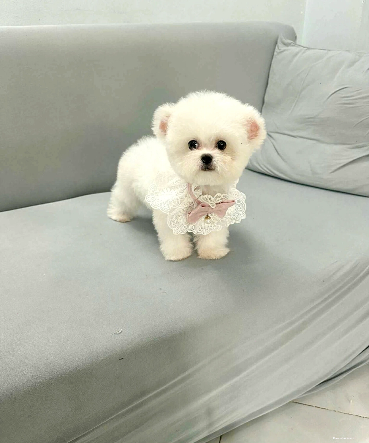 Chó Bichon màu trắng mã BC4305