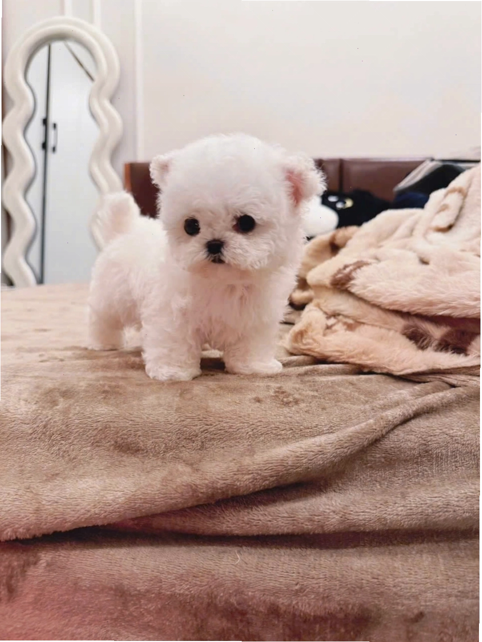 Chó Bichon mini mã BC4460