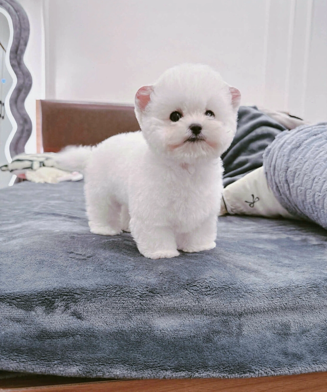 Chó Bichon tai gấu mã BC4211