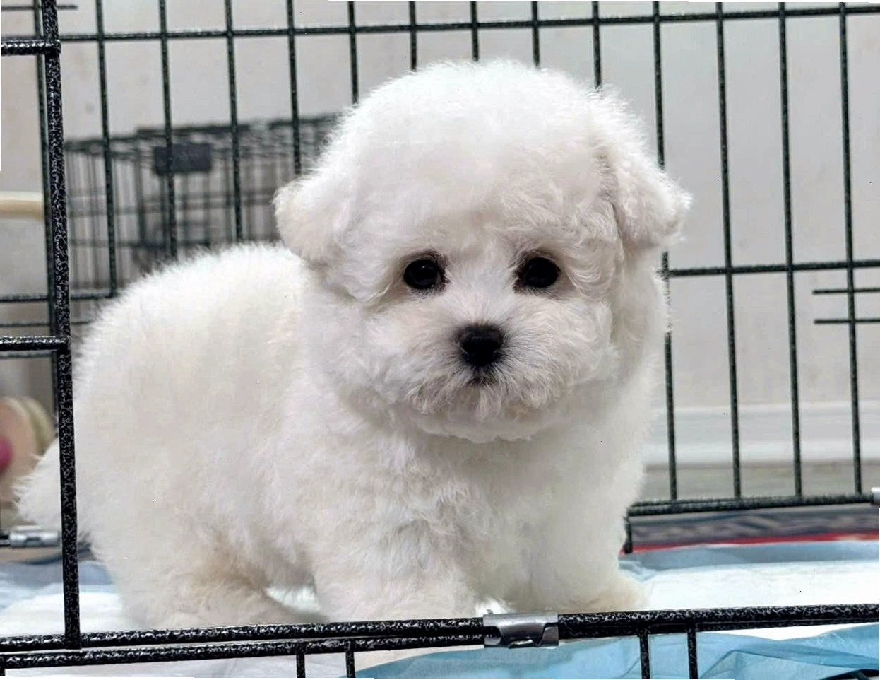 Chó Bichon VIP mã BC4200