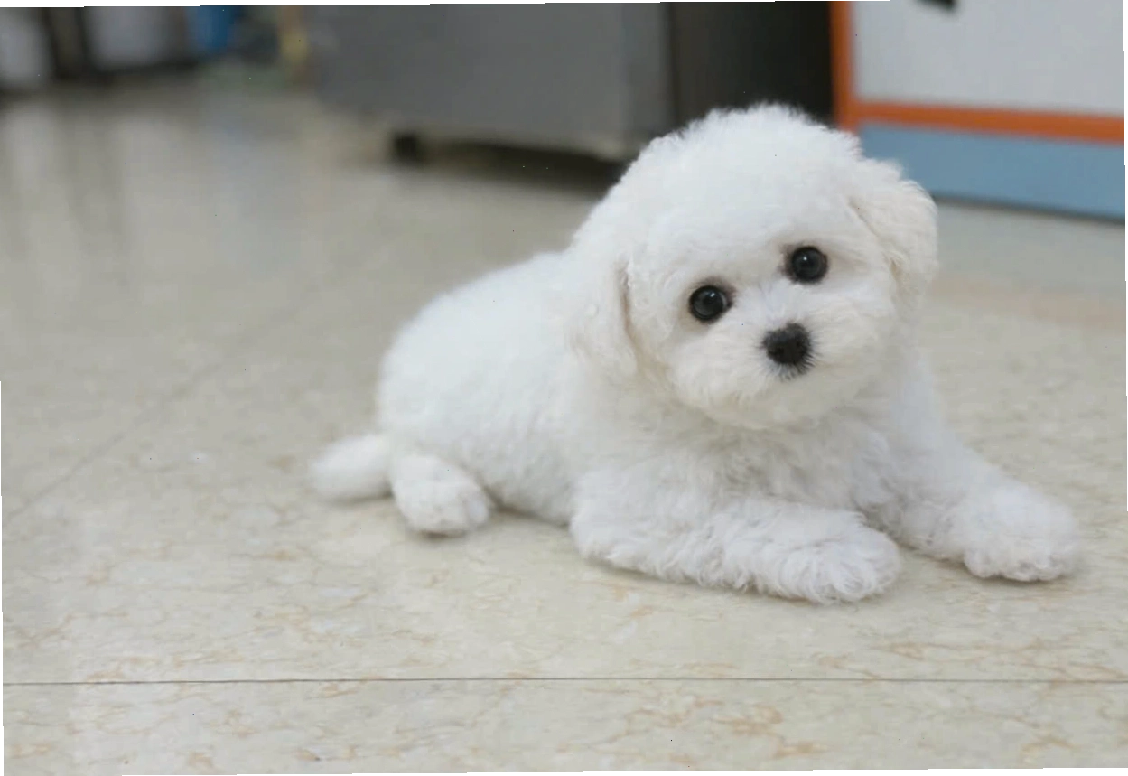 Chó Bichon VIP màu trắng mã BC4428