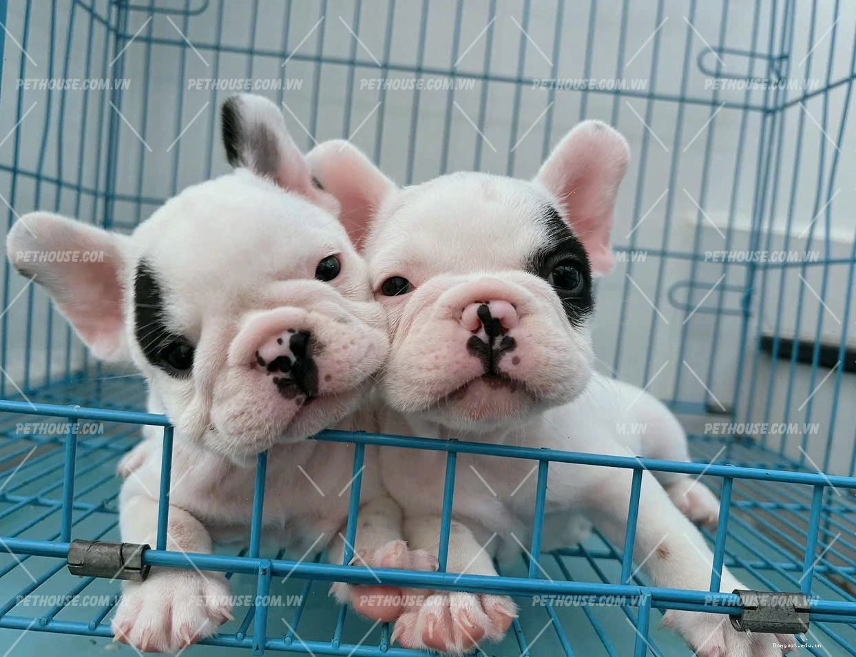 Chó Bull Pháp bò sữa mã BP1806