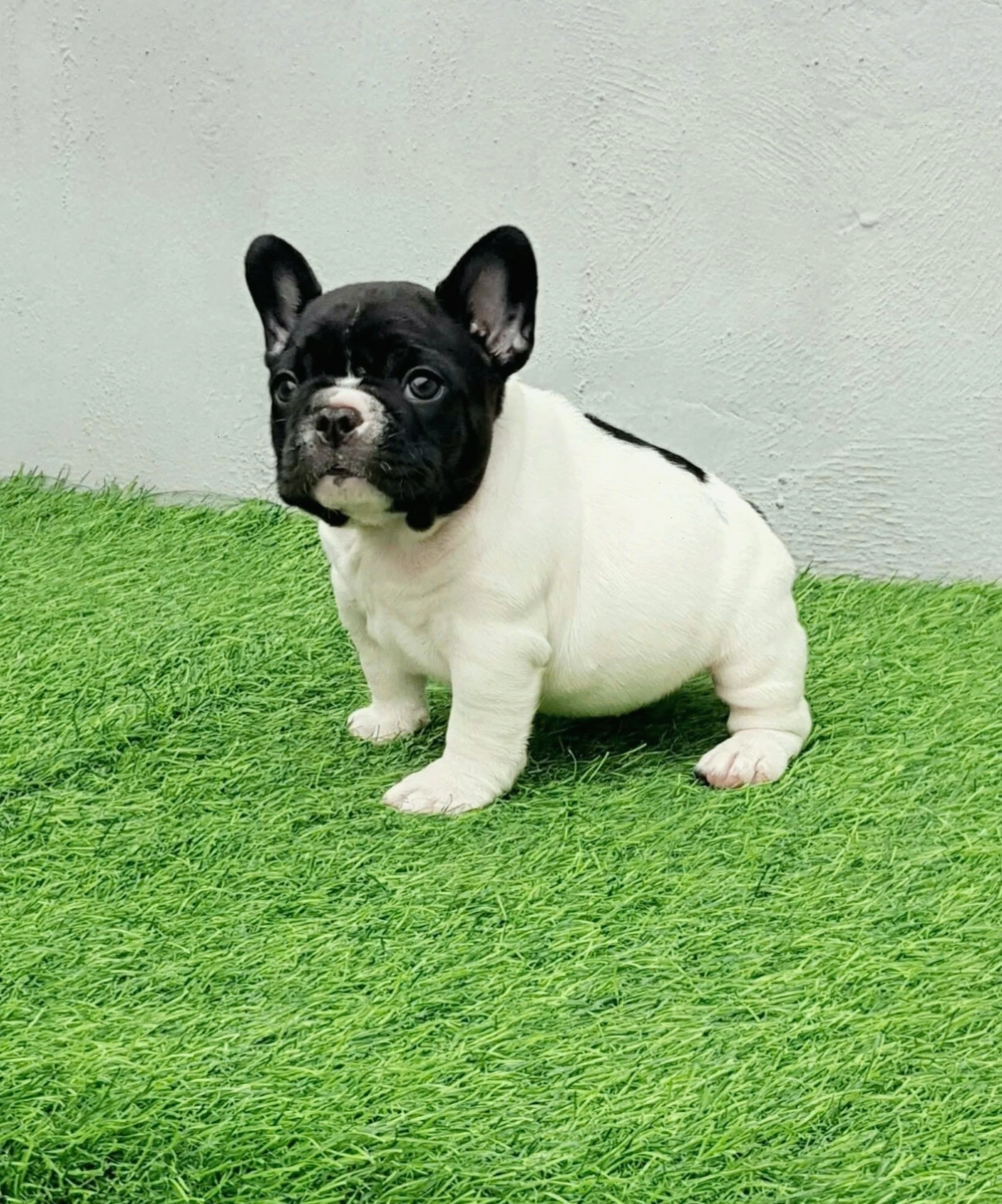 Chó Bull Pháp đẹp với giá trị cao