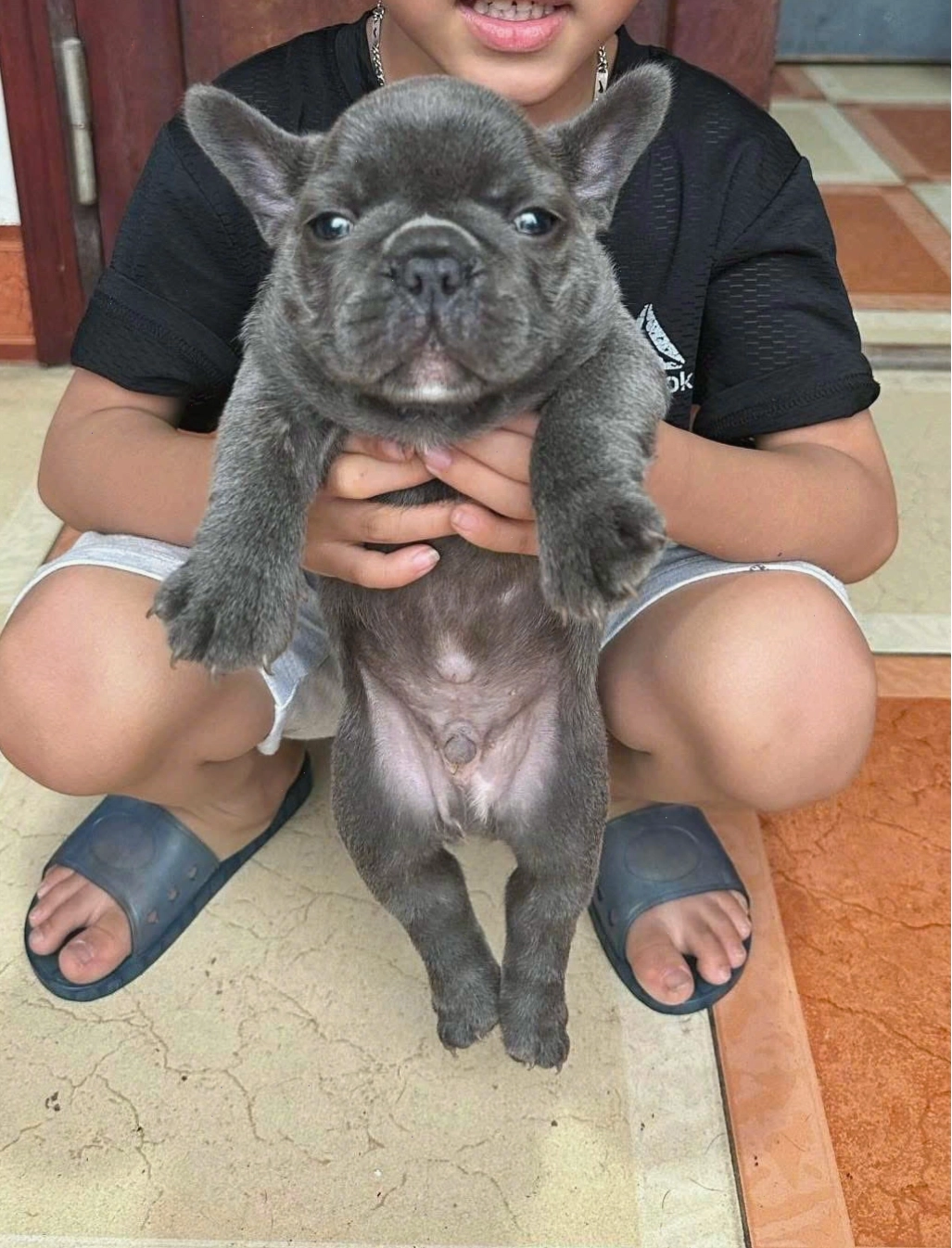 Chó Bull Pháp màu xanh độc đáo