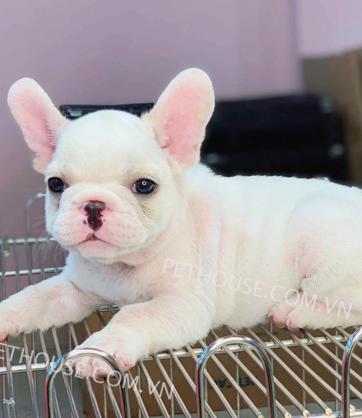 Chó Bull Pháp với khuôn mặt đặc trưng và vóc dáng nhỏ nhắn