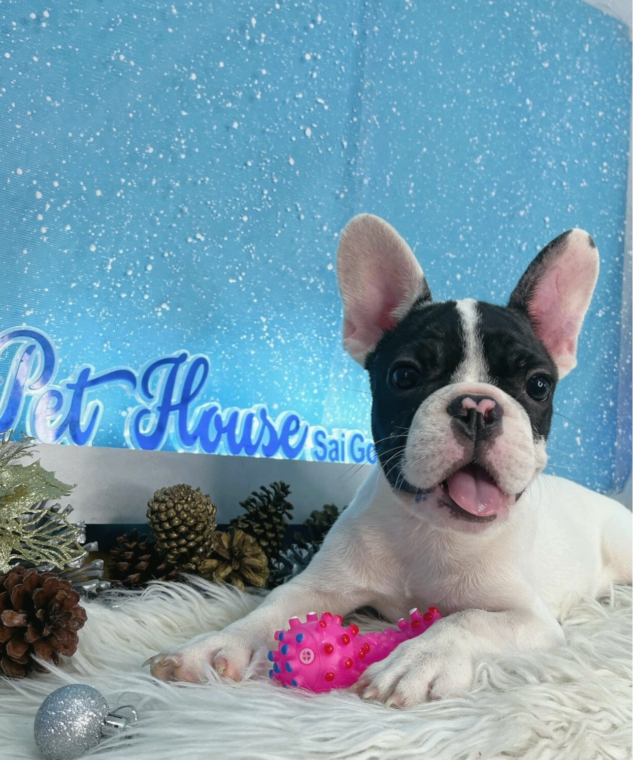 Chó Bull Pháp với vẻ ngoài cuốn hút