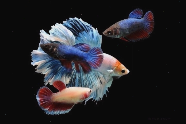 Cho cá Betta ăn trùn chỉ tươi