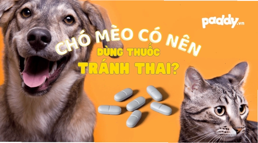 Chó cái và chủ nhân thảo luận về các biện pháp tránh thai
