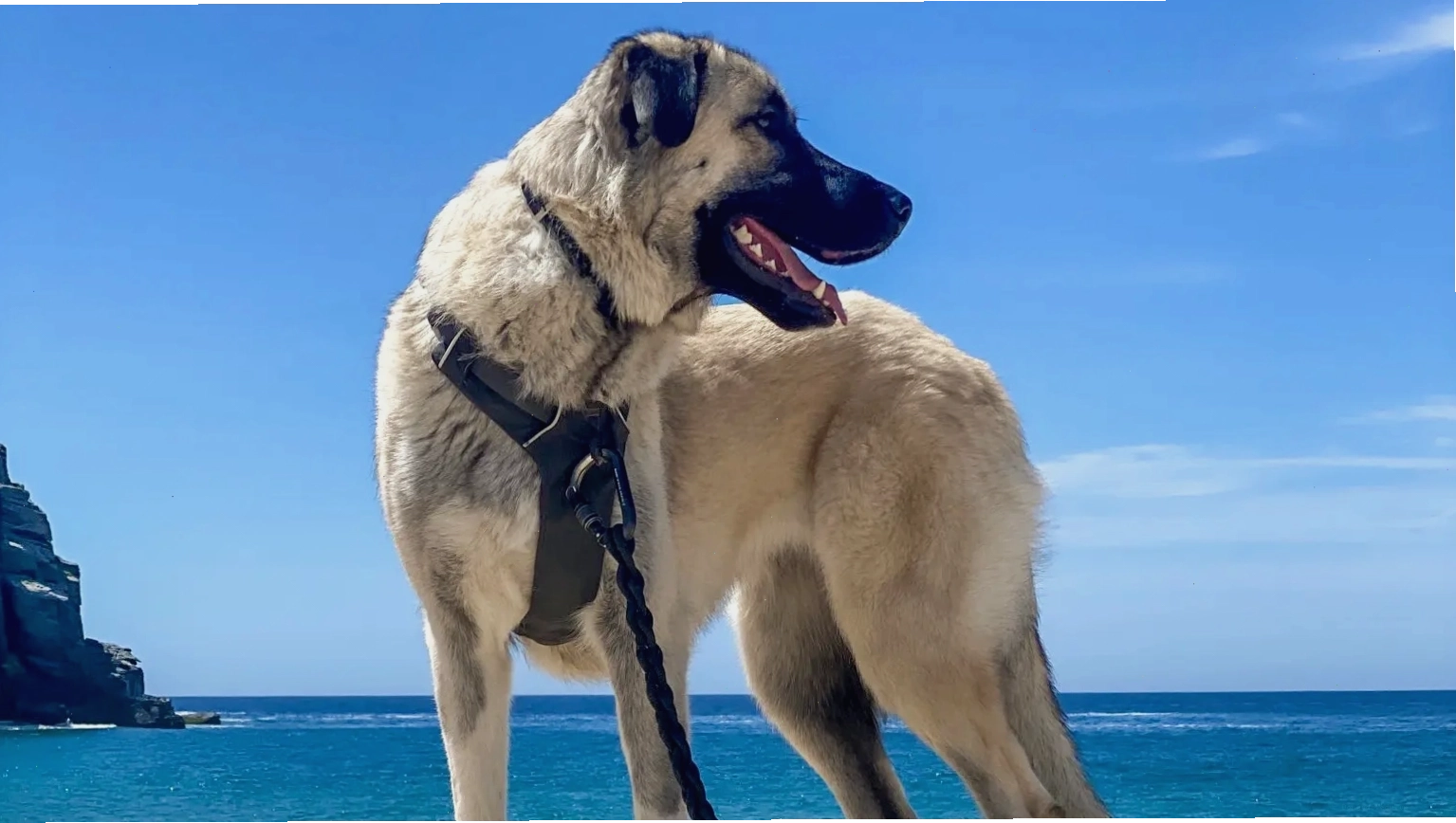 Chó cảnh nhận thức về môi trường xung quanh, có thể liên quan đến việc sử dụng shock collar