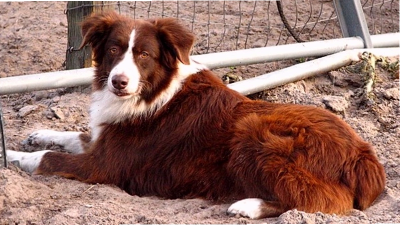 Chó chăn cừu Úc Australian Shepherd nhanh nhẹn