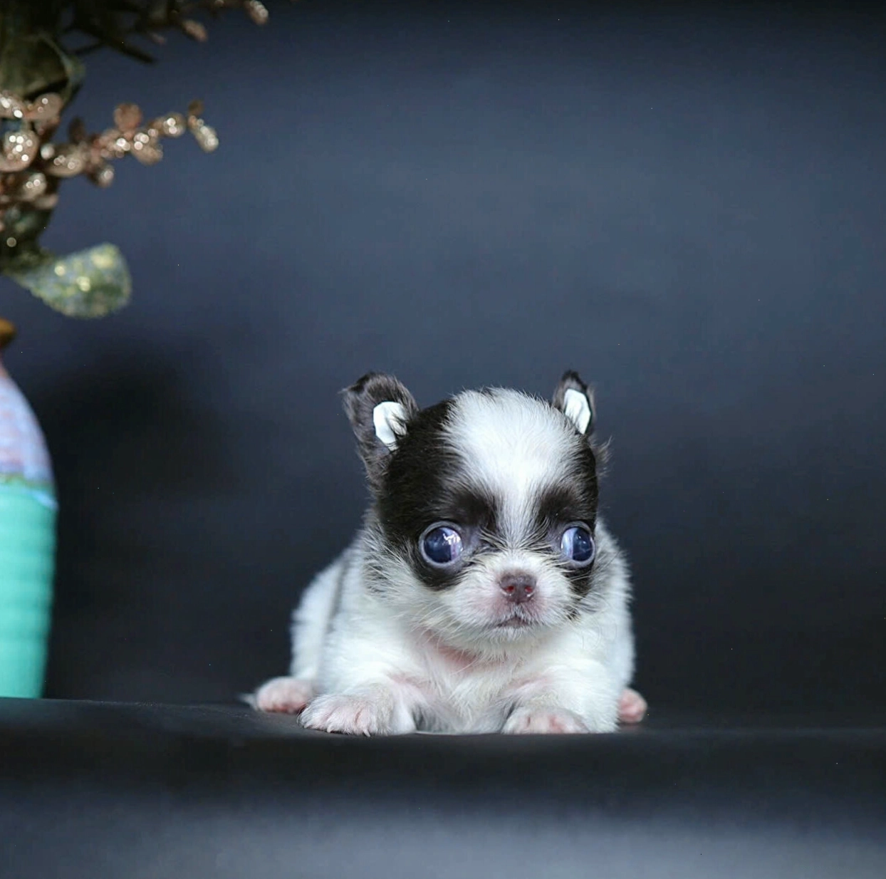 Chó Chihuahua dễ thương mã CH4124