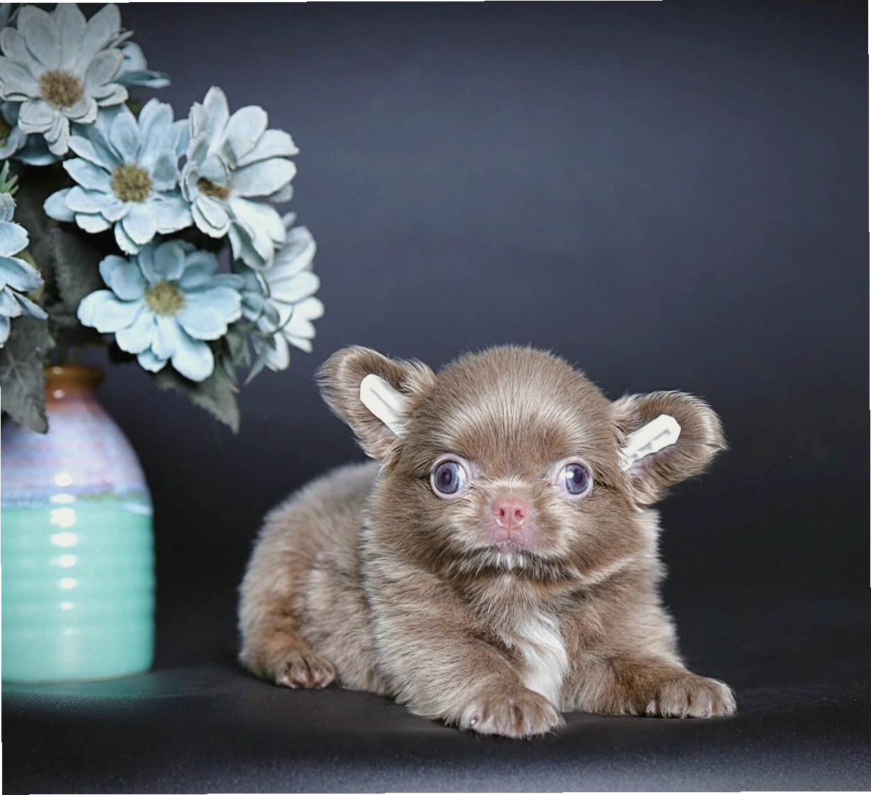Chó Chihuahua lông dài màu nâu mã CH4123