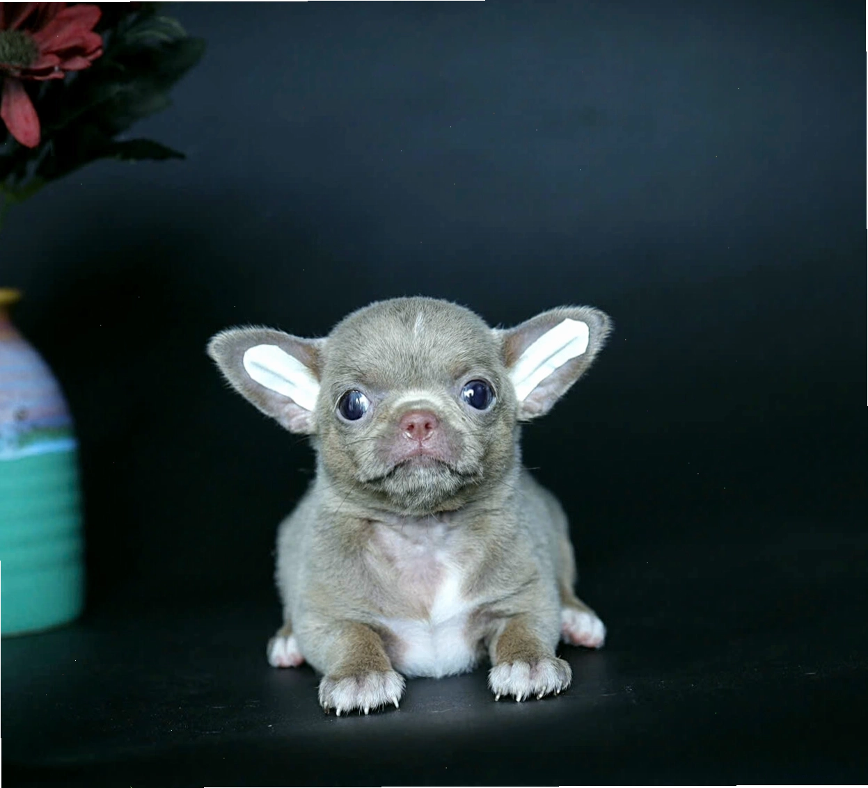 Chó Chihuahua mã CH4123