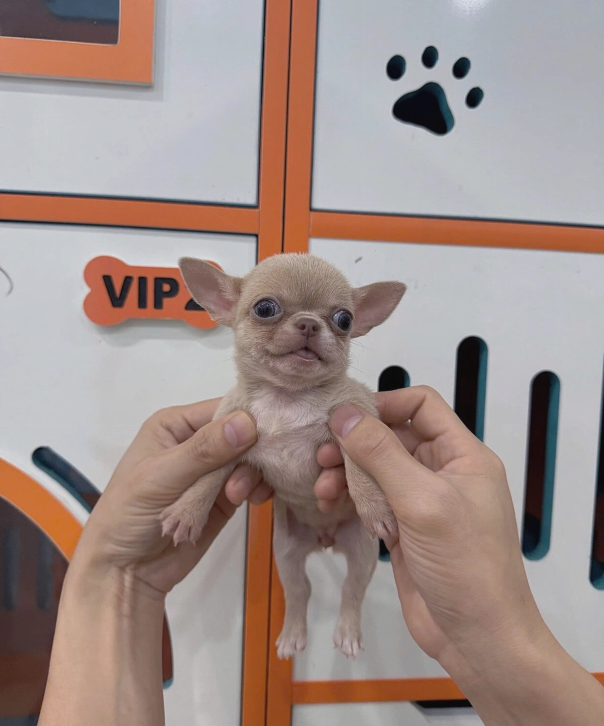 Chó Chihuahua màu lilac mã CH4314 sở hữu vẻ ngoài độc đáo