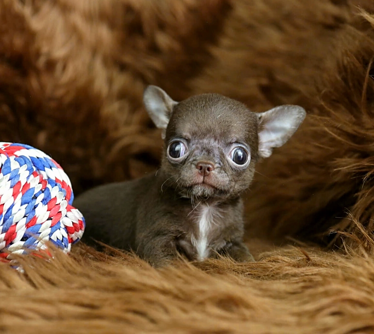 Chó Chihuahua màu socola mã CH4426 với bộ lông bóng mượt
