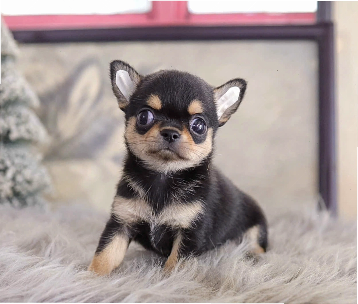 Chó Chihuahua mini màu Blacktan mã CH4194