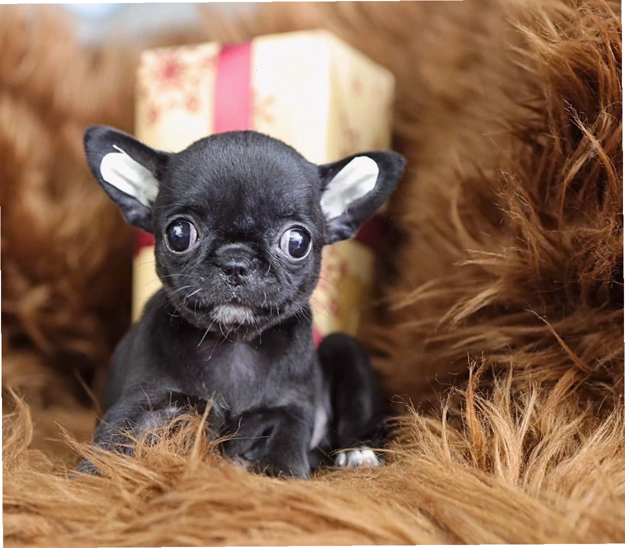 Chó Chihuahua mini màu đen tuyền mã CH4427