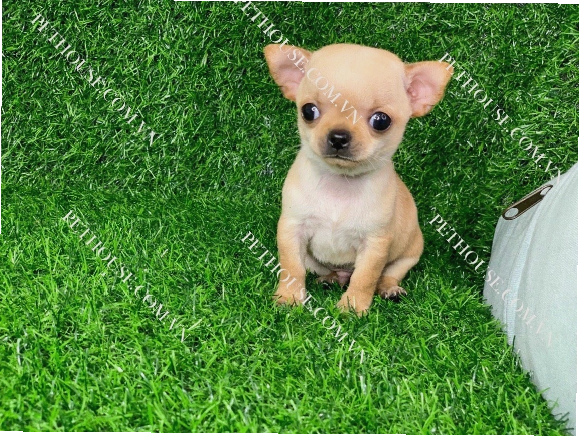 Chó Chihuahua nhỏ bé với đôi mắt to tròn