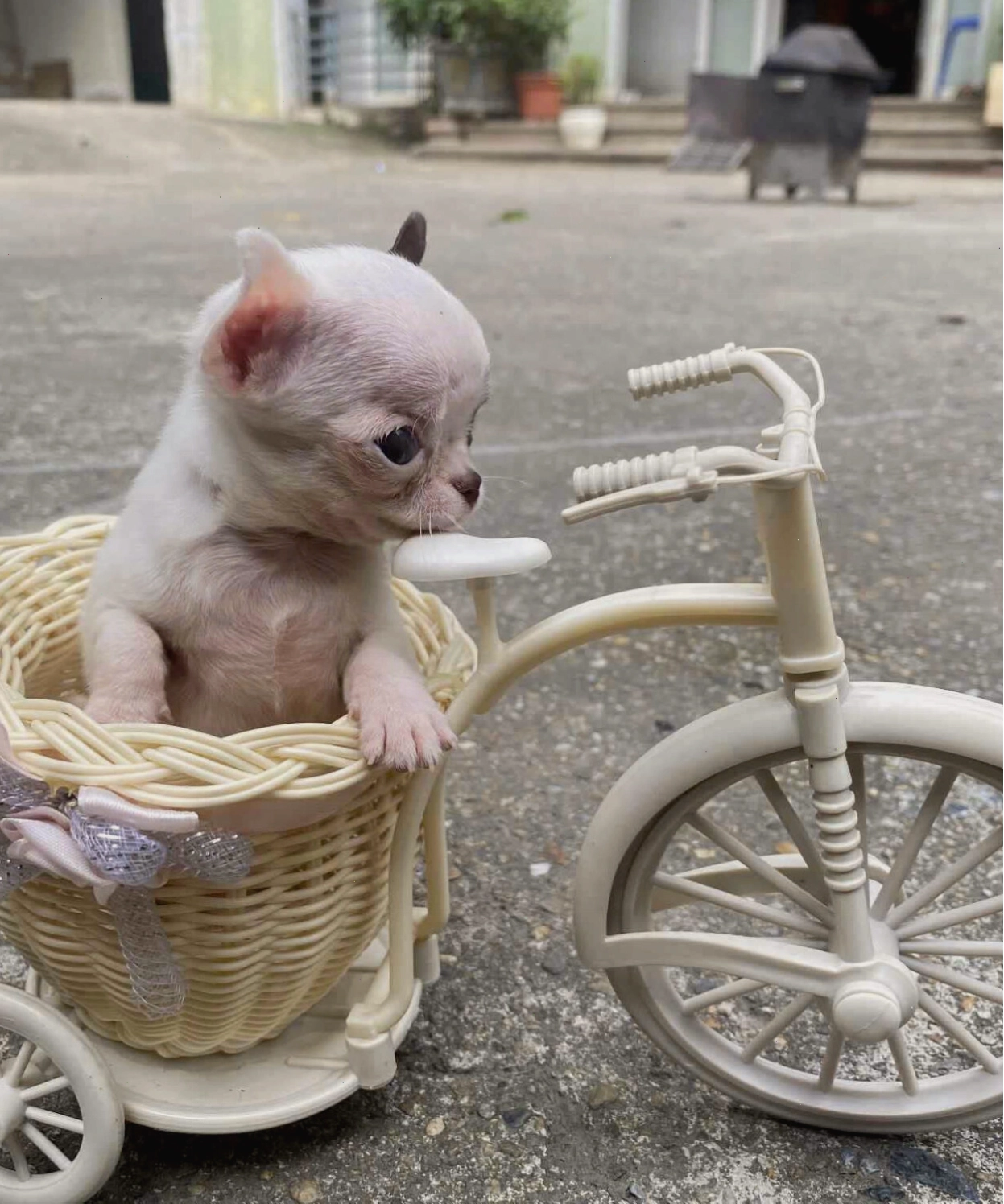 Chó Chihuahua Teacup mã CH4303 với đôi mắt to tròn