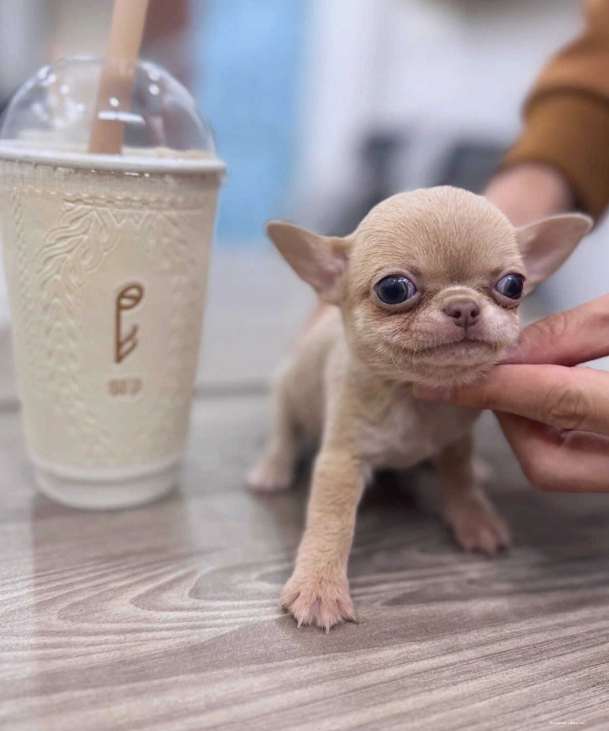 Chó Chihuahua Teacup màu lilac mã CH4315 đáng yêu