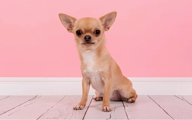Chó Chihuahua với kích thước nhỏ nhắn, bộ lông đa dạng