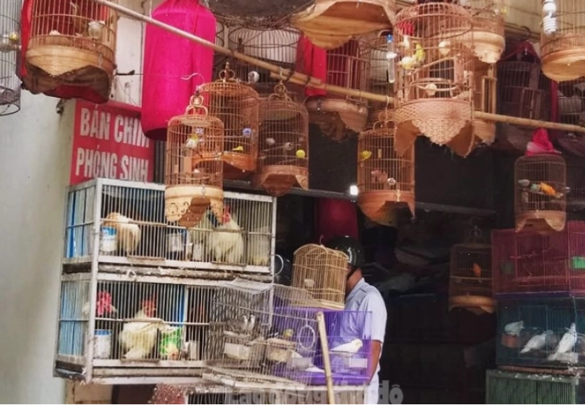 Chợ chim Hoàng Hoa Thám với nhiều loại chim chào mào khác nhau