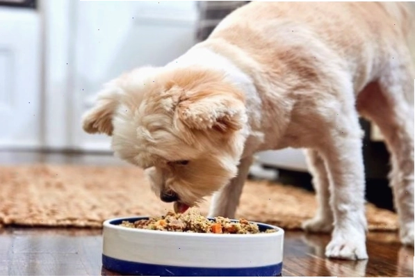 Chó con 4 tháng tuổi đang háo hức chờ đợi bữa ăn