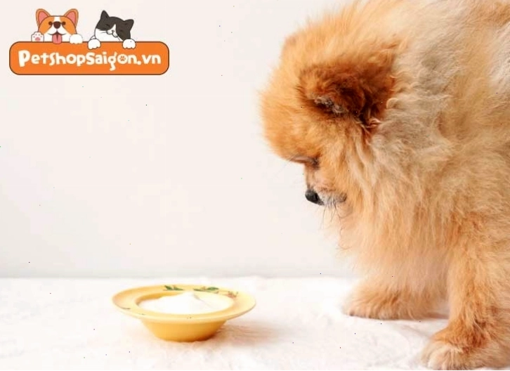 Chó con ăn sữa chua cần được theo dõi chặt chẽ