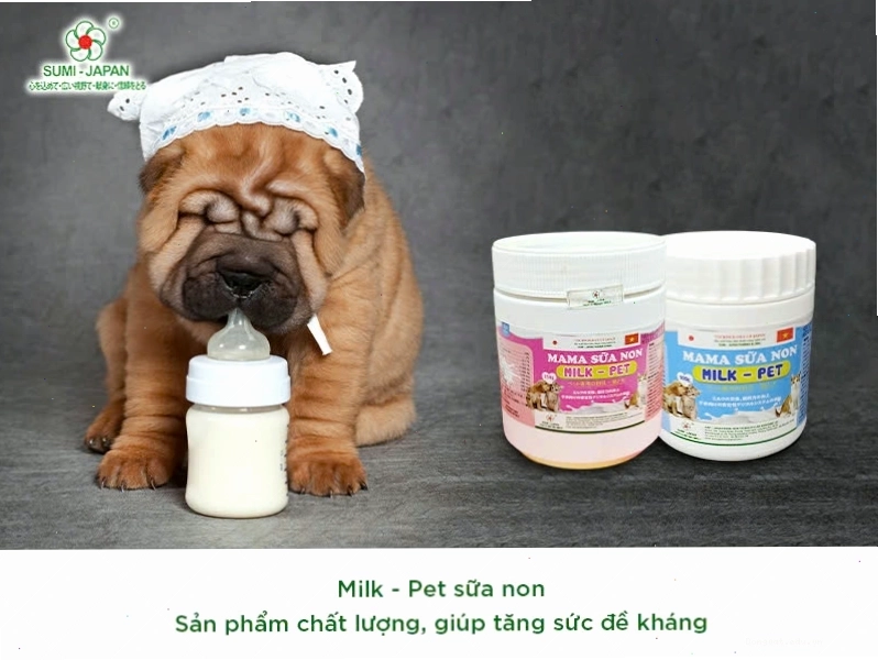 Chó con đang được bác sĩ thú y khám