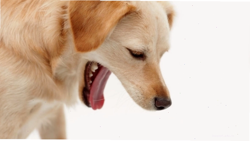 Chó con nằm im lìm, mệt mỏi vì bệnh Parvo