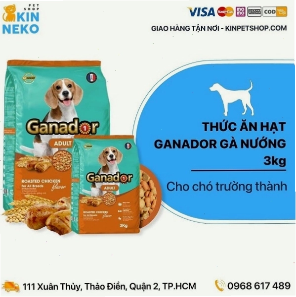 Chó Corgi ăn gì để lông đẹp