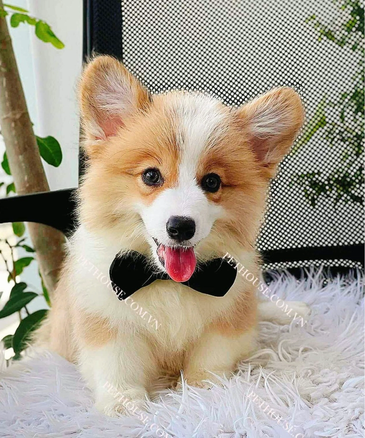 Chó Corgi chân lùn mông to mã CG140