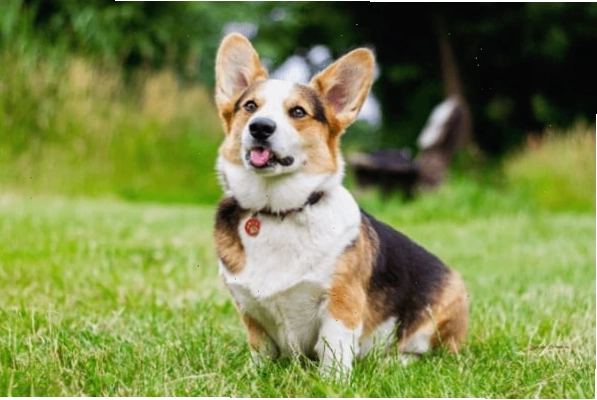 Chó Corgi con ăn hạt gì