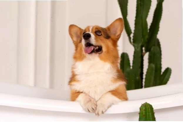 Chó Corgi không nên ăn thực phẩm độc hại